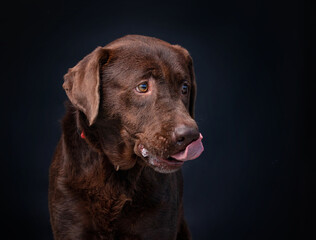 studio shot of a cute dog on an isolated background