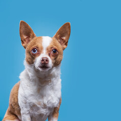 studio shot of a cute dog on an isolated background