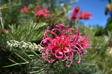 close-up of Grevillea flower with native bee against grey-green foliage and blue sky