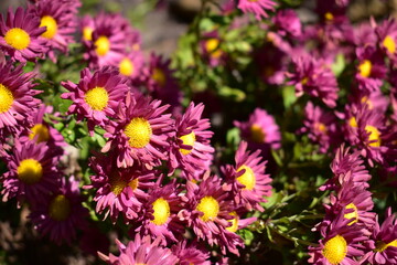 close-up of pink Chrysanthemum flowers with yellow centres, and green foliage