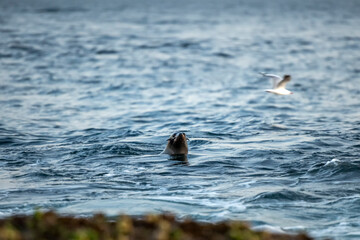 Fototapeta premium Seal swimming in the ocean, Sydney, Australia