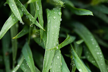 Green leaf texture with water drops macro.