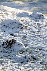 mole holes lined up in snowy field