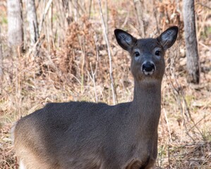Whitetail deer