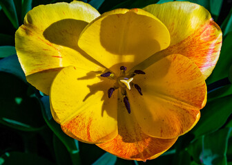 Yellow tulip bloom with red tips