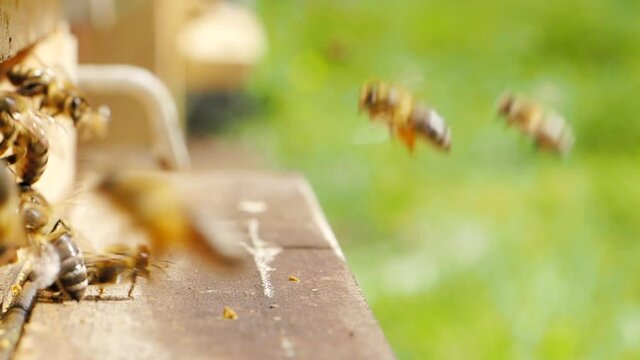 Swarm of honey bees (Apis mellifera) carrying pollen and flying to the landing board of hive in an apiary in SLOW MOTION HD VIDEO. Organic BIO farming, animal rights, back to nature concept. Close-up.