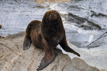 Dominant adult male sea lion with female sea lions on island rock
