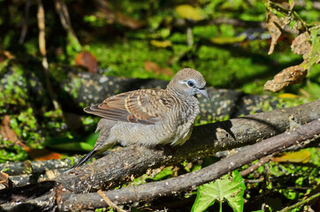 Lonely zebra dove sunbathes beside wild swamp