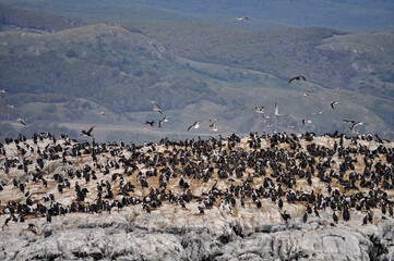 flock of seagulls on the island in the mountains