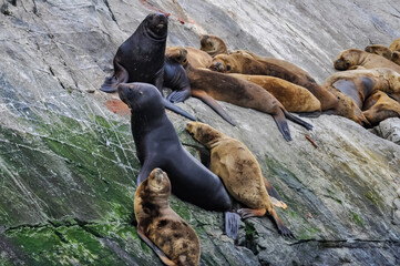 sea lions together on an island rock