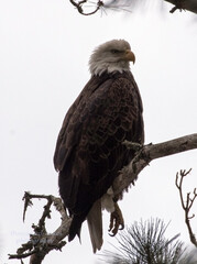 eagle eye