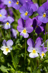 Purple Flowers