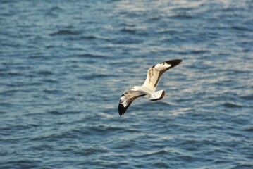 seagull in flight