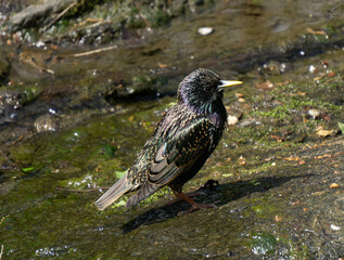 Starling in the water