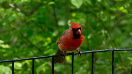 red cardinal on a fence