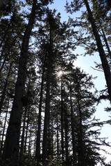 Light through Pacific Coastal Forest