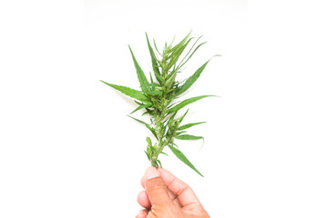 hand holding cannabis stem on white background