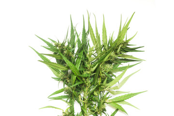 part of cannabis branch on white
