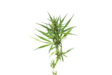 part of cannabis branch on white