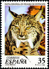 The Iberian Lince, from the endangered animals series
