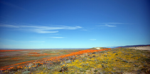 California Golden Poppies and tumbleweeds under blue cirrus clouds in the high desert of southern California USA