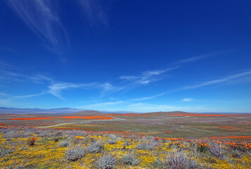 California Golden Poppies and tumbleweeds under blue cirrus clouds in the high desert of southern California USA