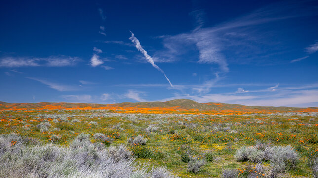 California Golden Poppies and tumbleweeds under blue cirrus clouds in the high desert of southern California USA