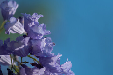 MACRO PHOTOGRAPHY OF JACARANDA PURPLE FLOWERS ON THE TREE WITH BLUE BACKGROUND