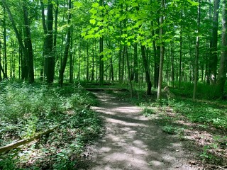 path in the forest