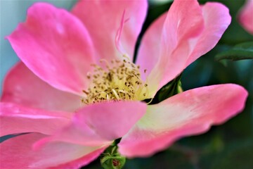 close up of pink flower
