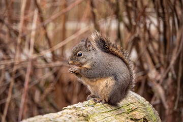 one cute chubby Douglas Squirrel sitting on the wooden fence in the park eating a nut in its hands
