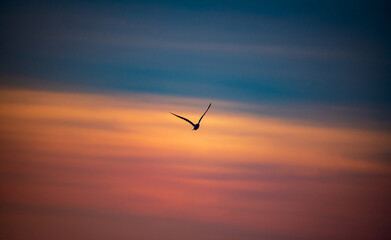Birds of Topsail Island