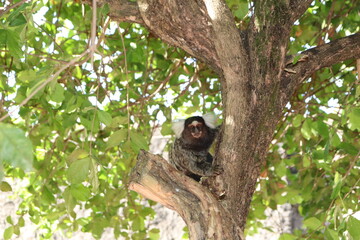White-tufted marmosets are seen in the northeastern Brazilian Caatinga.