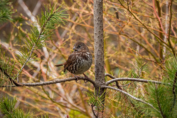 one cute sparrow resting on the branch of a small pine tree in the park