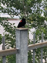 blackbird on a fence