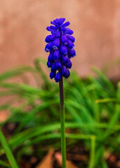 Close up view of a single grape hyacinth blossom