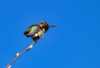 close up of one beautiful cute hummingbird resting on the tip of a twig under the clear blue sky