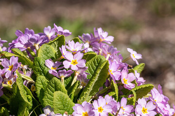 beautiful purple primroses blooming under the sun in the garden