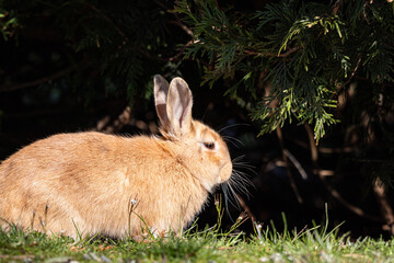 close up of a cute chubby brown rabbit sitting on the grass enjoying some food under the sun