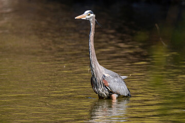 one beautiful great blue heron standing in the middle of the pond on a sunny day in the park