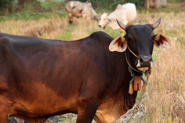 Villager's cow, cattle are commonly raised as livestock for mea and another product of cattle is their dung.