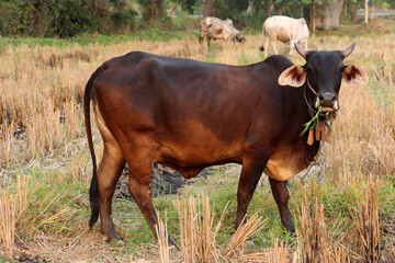 Villager's cow, cattle are commonly raised as livestock for mea and another product of cattle is their dung.
