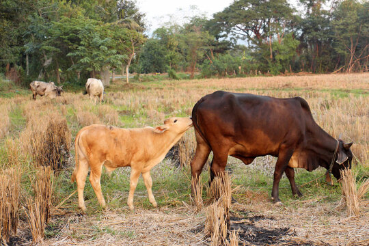 Villager's cow, cattle are commonly raised as livestock for mea and another product of cattle is their dung.