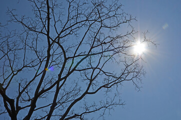 Beautiful black branches with afternoon sun background