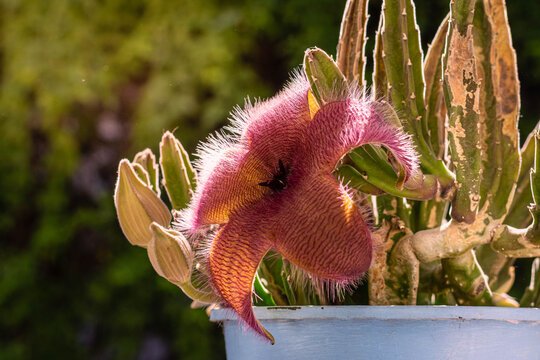 pot with succulent and stapelia grandiflora flower