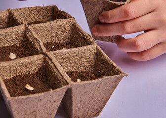 six grains planted in peat pots with soil