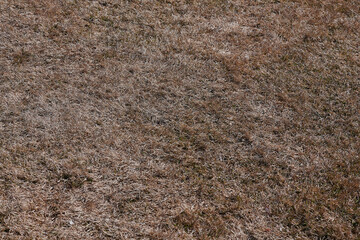 the steppe looks brown after a cold winter