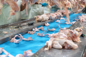The worker cuts joint wings from chicken on the conveyor.