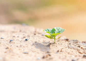 Trees grow at the edge of a steep cliff.