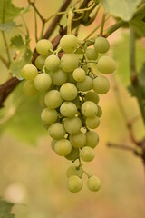Muscat grapes hanging from vine